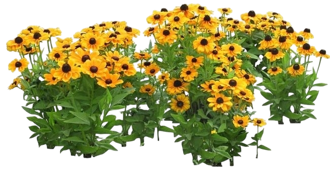 a bunch of yellow flowers with green stems
