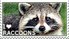 i heart raccoons stamp