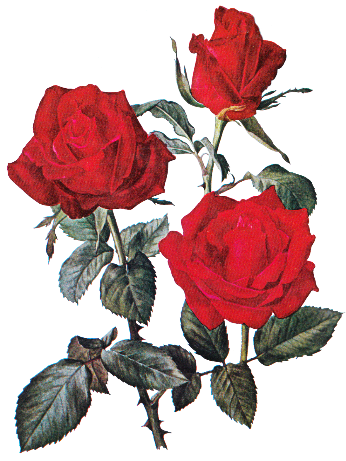 rose blossom