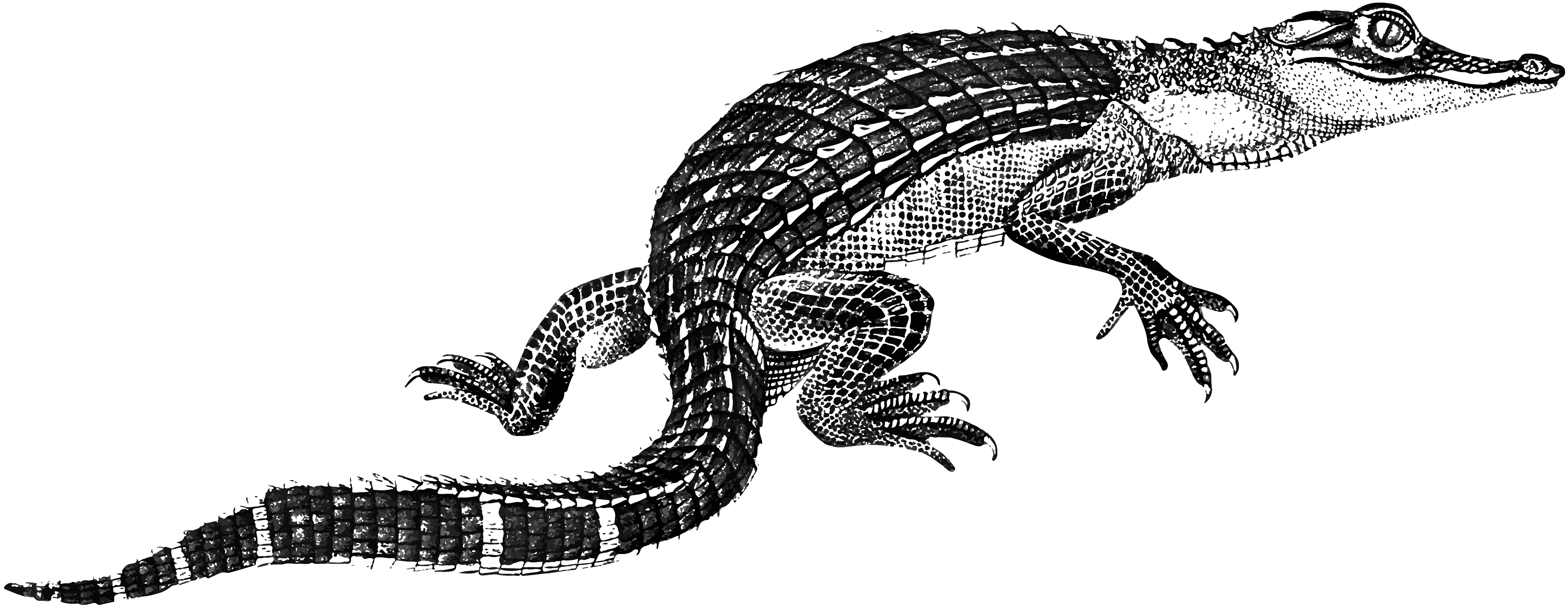 a black and white illustration of an alligator