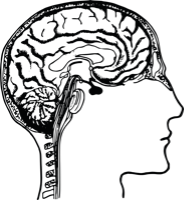 an illustration of a cross section of a person's head with their brain exposed