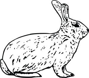 a sketch of a rabbit