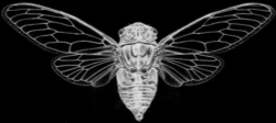 an illustration of a cicada