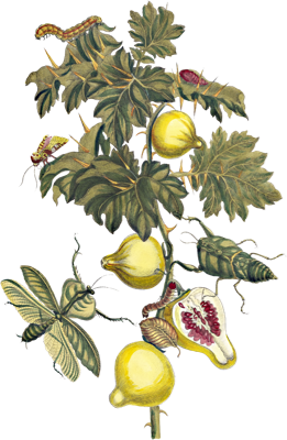 an illustration of a fig branch
