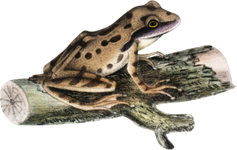 an illustration of a frog on a branch