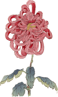 pen illustration of a flower with curled pink-red petals