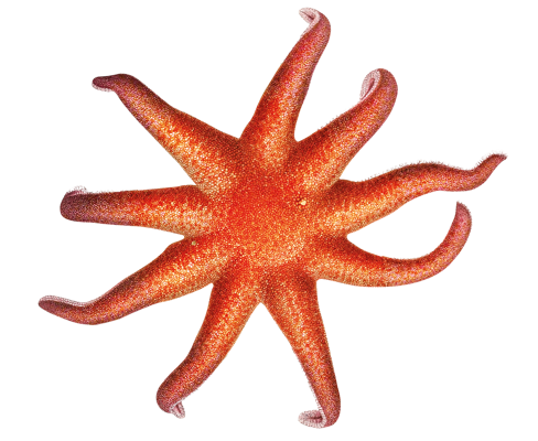 an orange starfish
