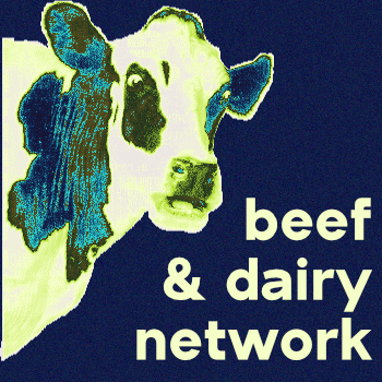 a cow 